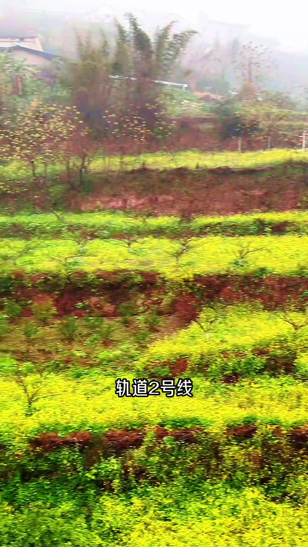 大渡口五彩梯田，油菜花开漫山遍野