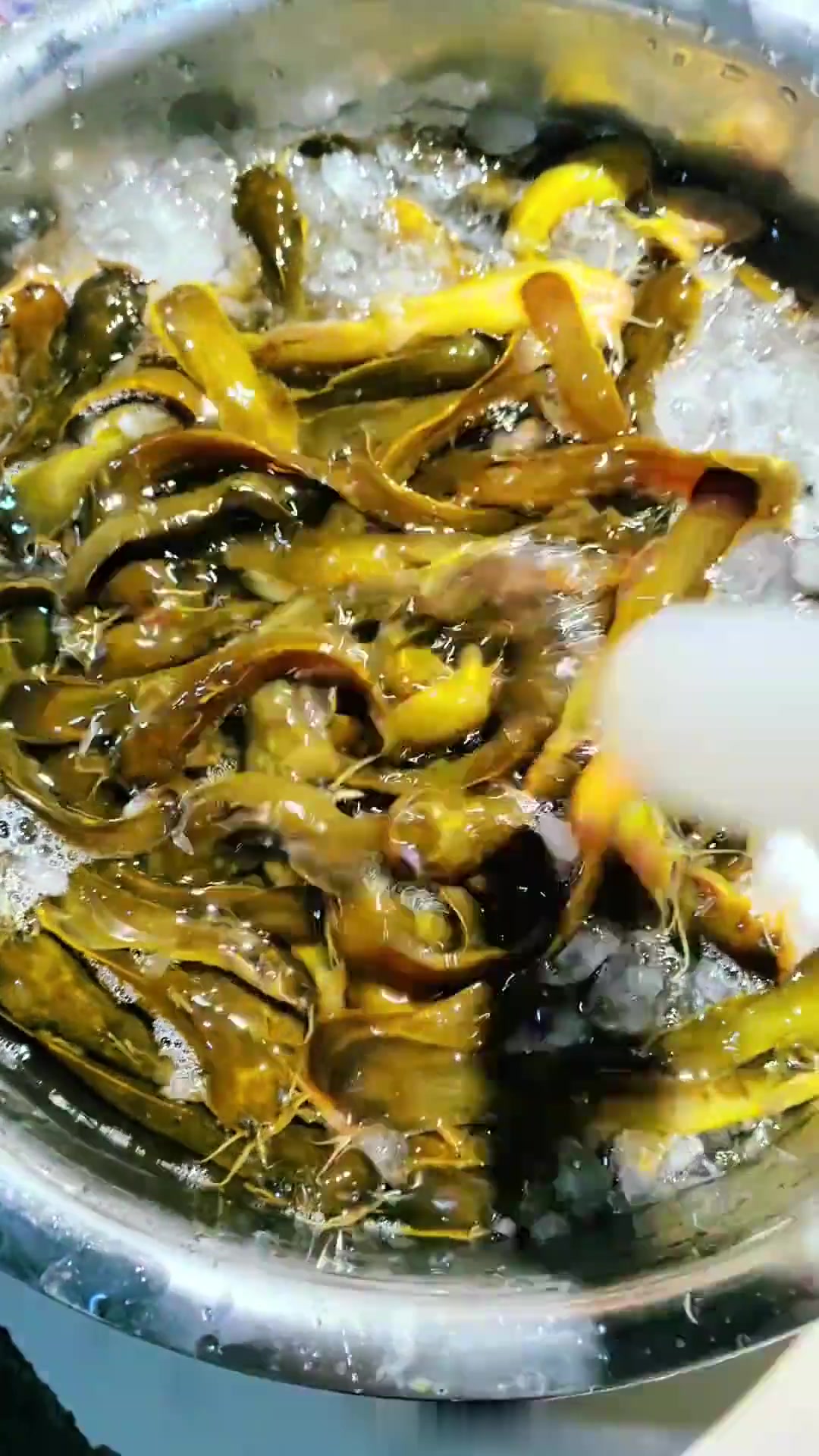 遵义山间小溪的4种野生龙丁鱼，你见过吗？