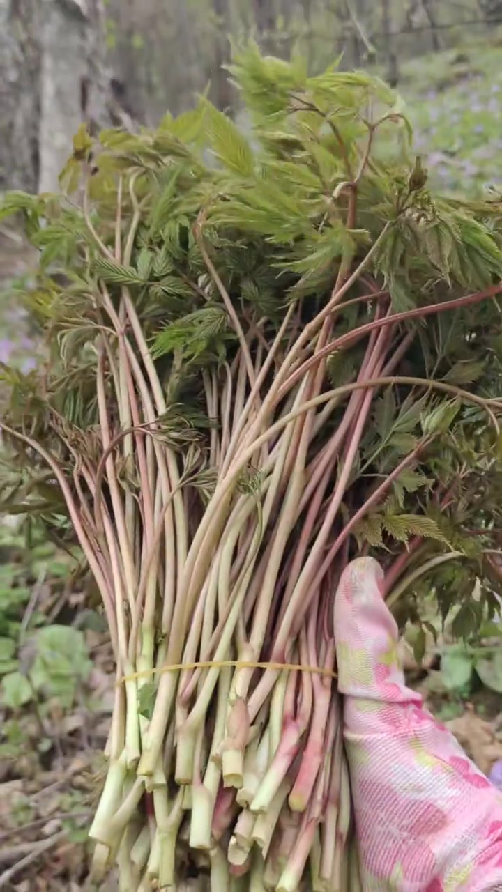 一种神奇的山野菜~山荞麦秧，吃起来浓浓的杏仁味道