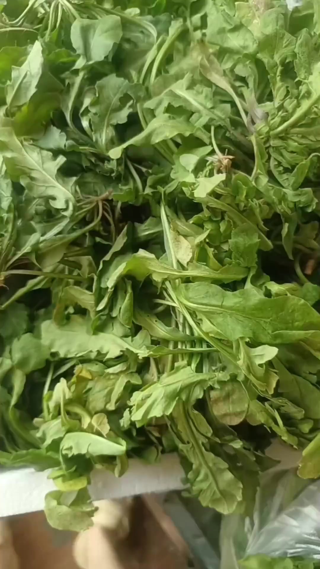 手工地菜馅饺子，喷香！