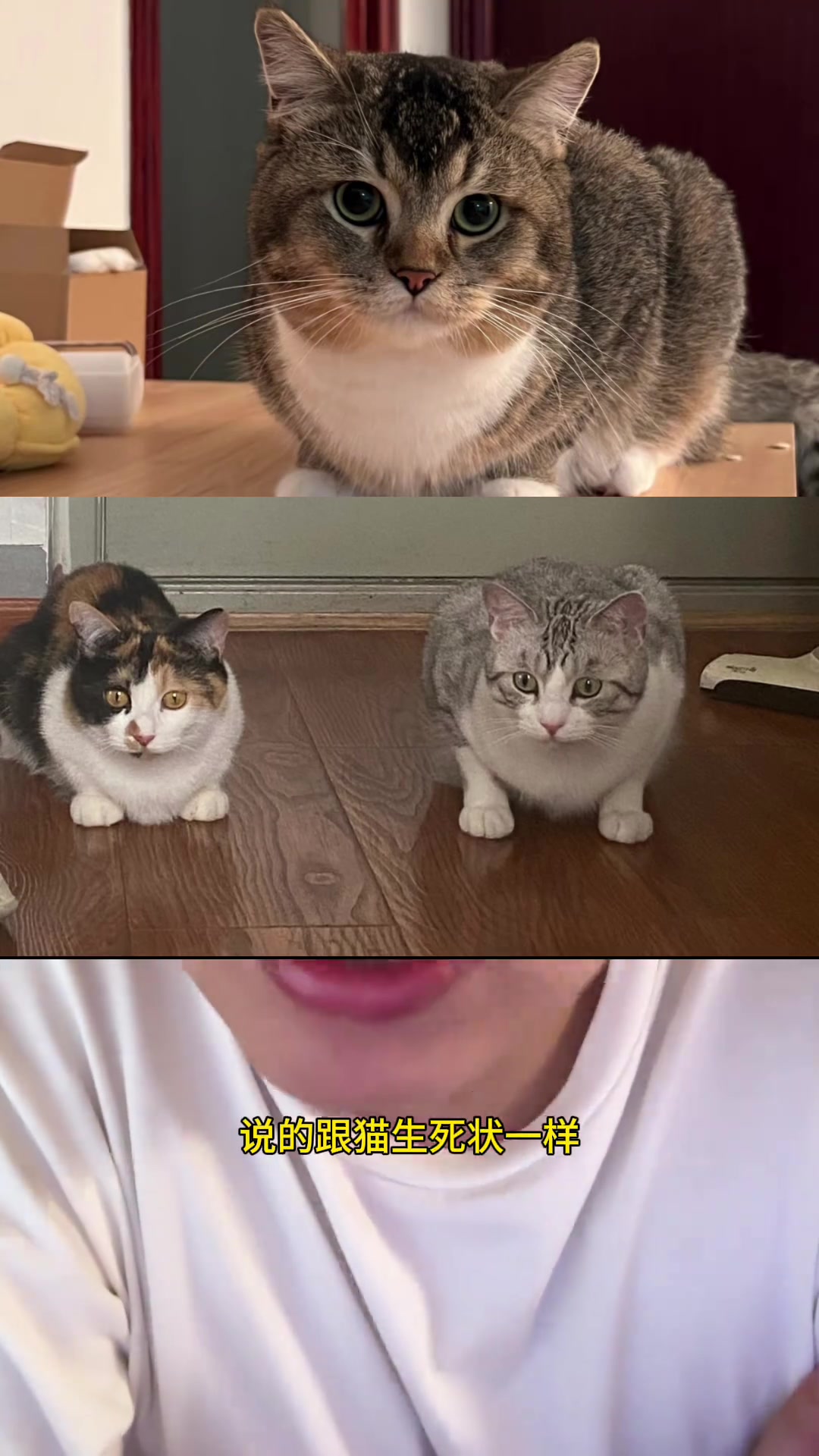母鸡蹲一定是猫生病的信号吗？
