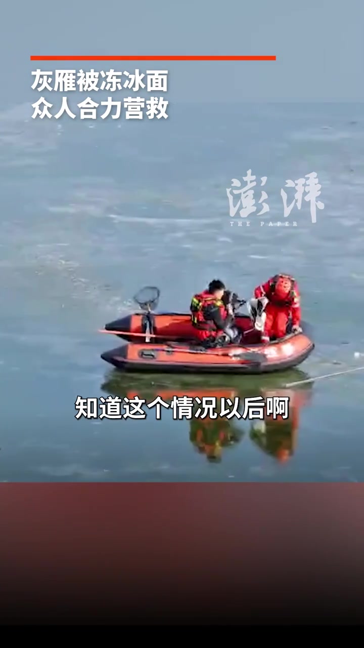 灰雁冻在冰面上无法脱困,救援队员凿冰救出