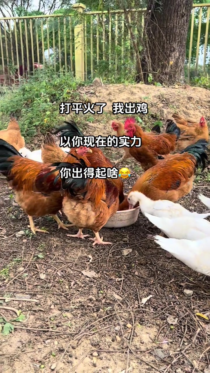大吉大利今晚吃鸡，有约的吗？