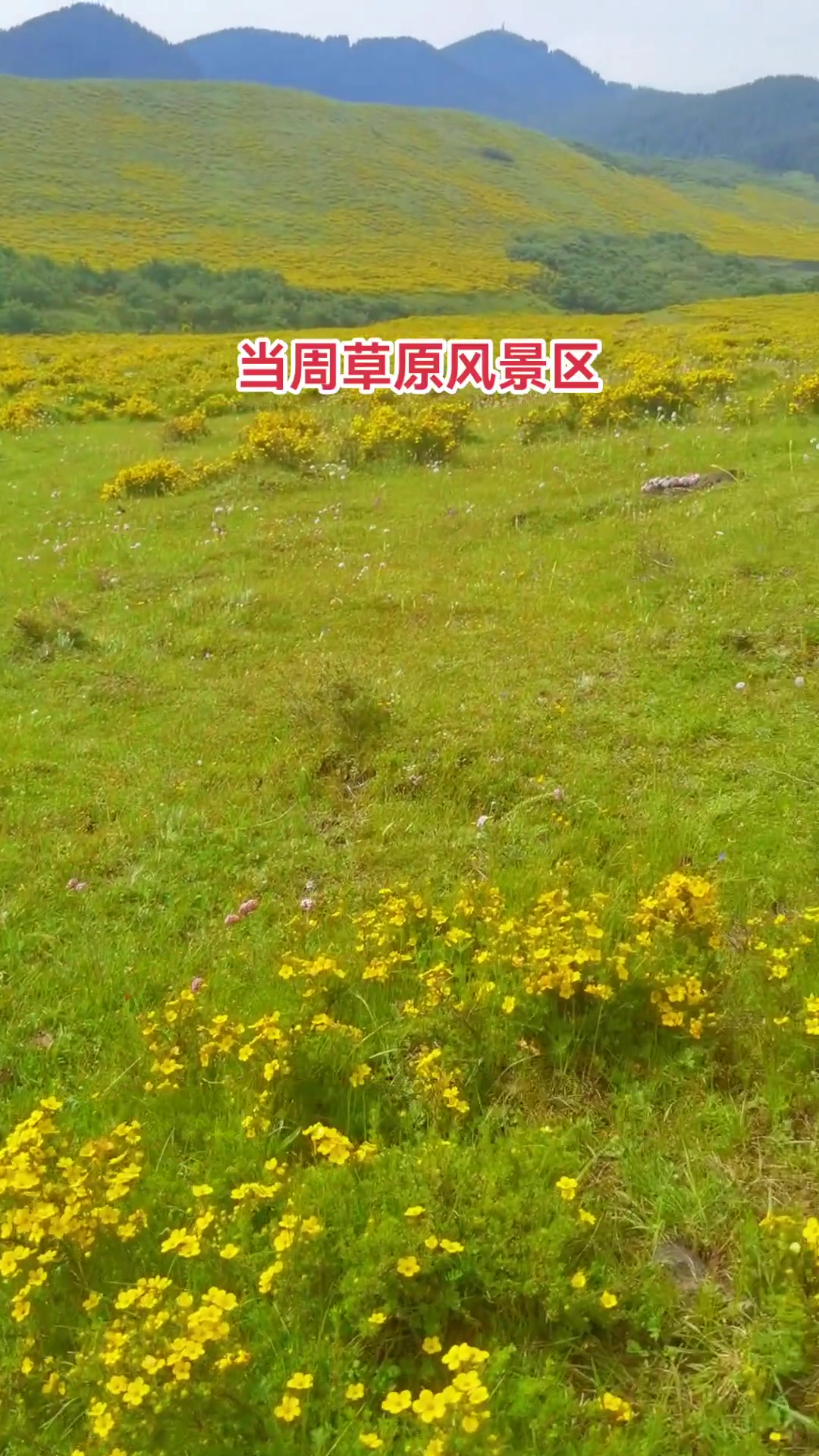 美丽的草原，我的家乡，甘南草原风景视频，纯天然花海，原创摄影，治愈系风景