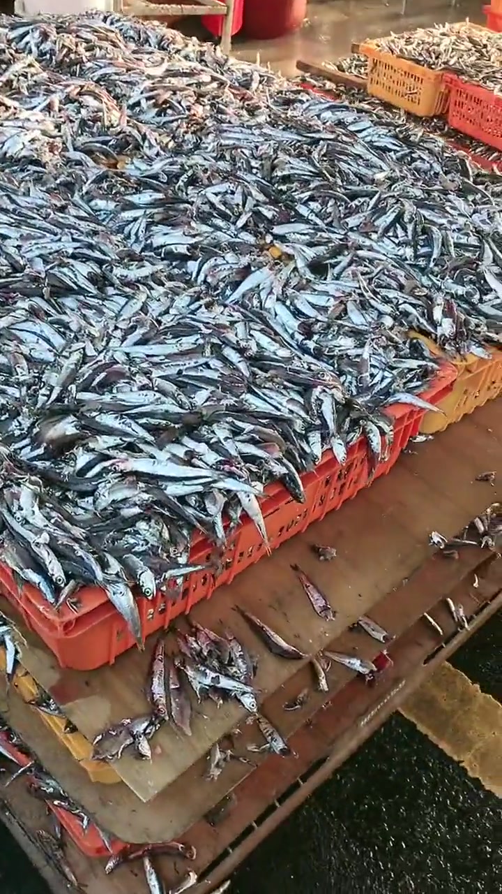 这就是制作韩国鱼露的过程
