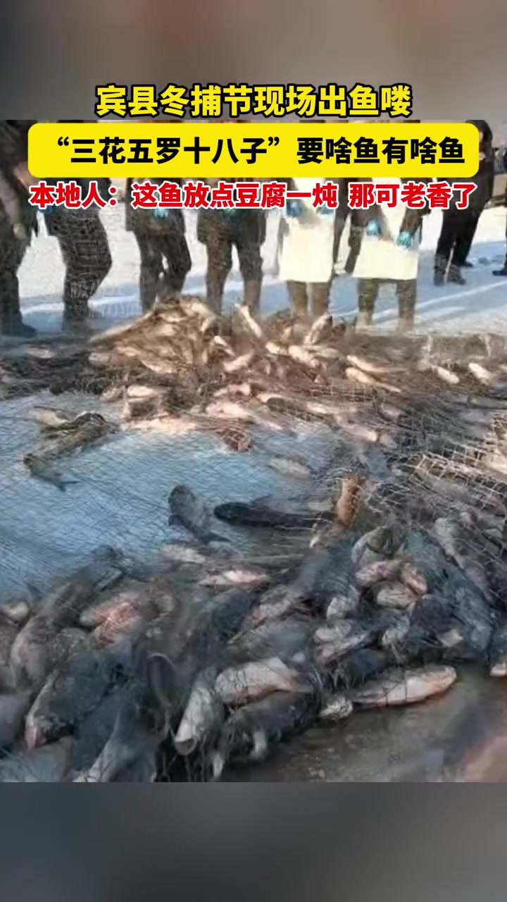 宾县冬捕节现场出鱼喽,“三花五罗十八子”要啥鱼有啥鱼,本地人:这鱼放点豆腐一炖,那可老香了