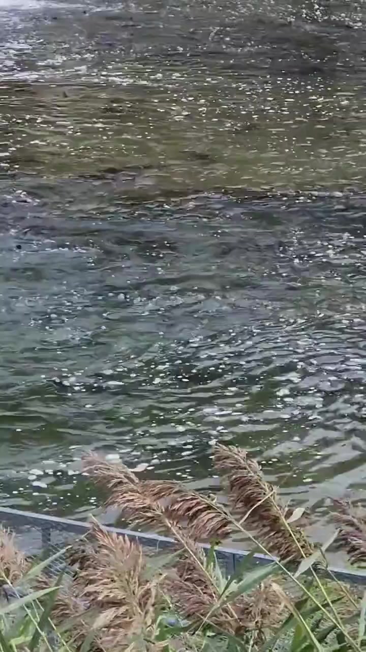 加拿大河流中的淡水鱼泛滥，全部都是几十斤重的，因人们不吃淡水鱼