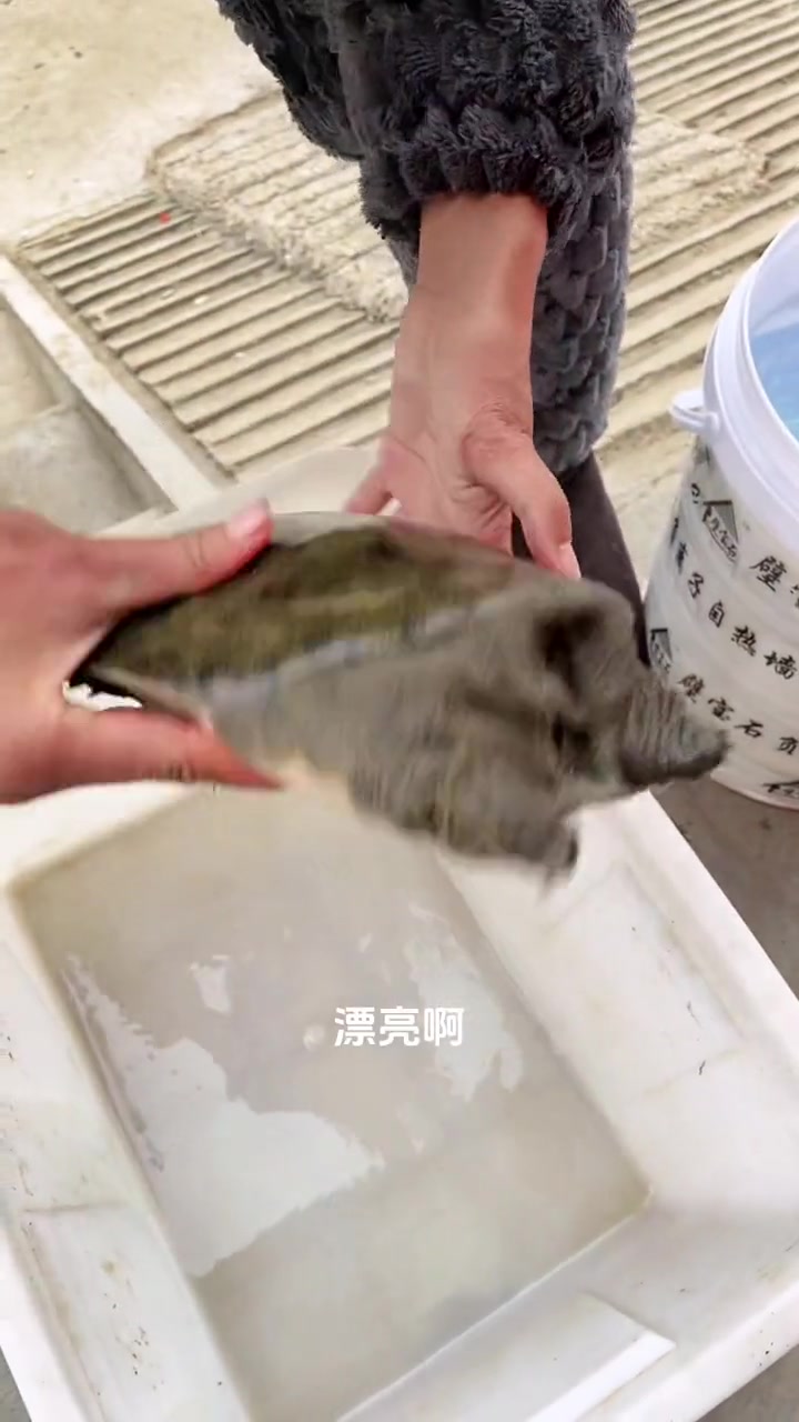 一只脚鱼可以抵几百斤藕了