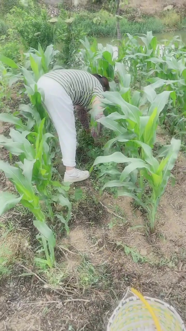 乘这几天天气好，还是农村好……到处马荠菜遍地是……又到了晒马荠菜的时候啦！来挑的马荠菜焯水