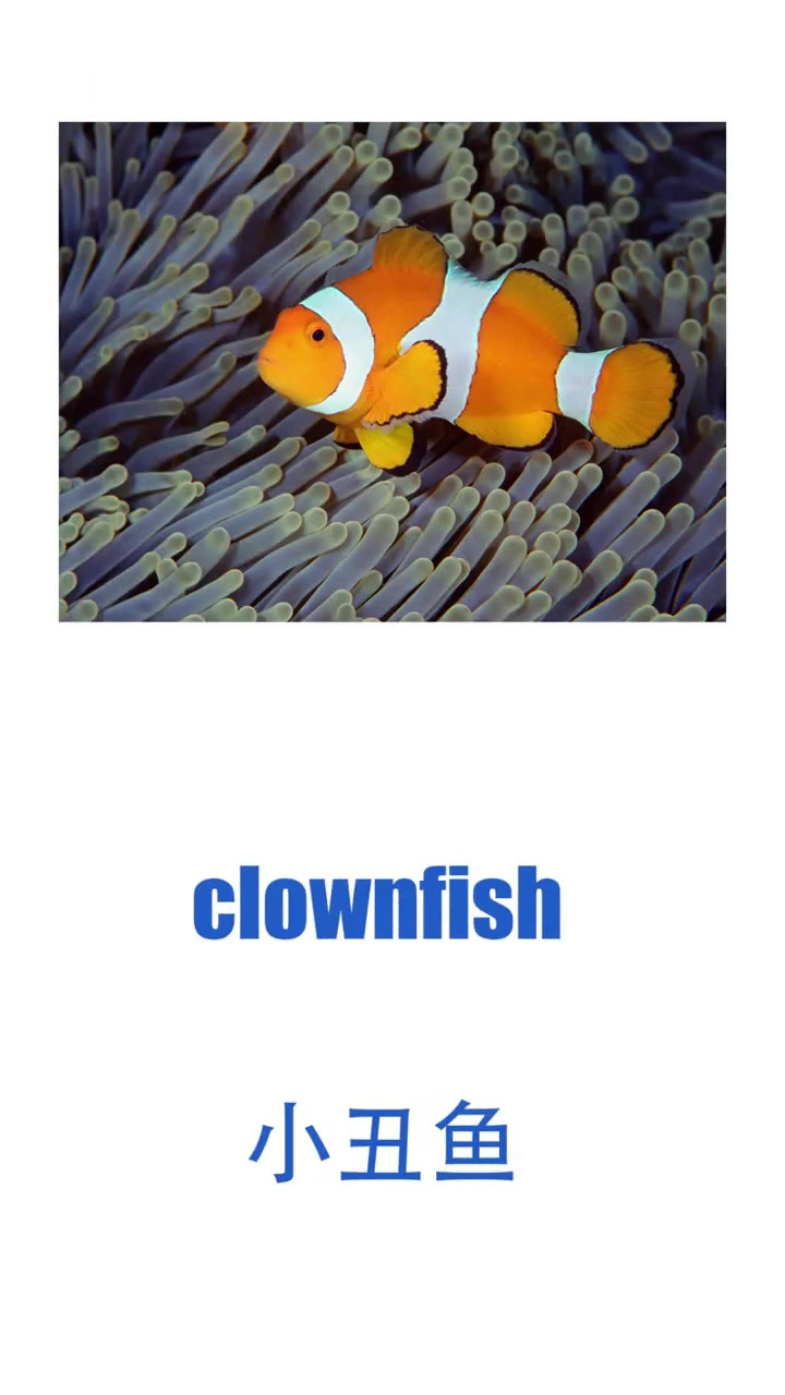 常见海洋动物的英文单词大集合