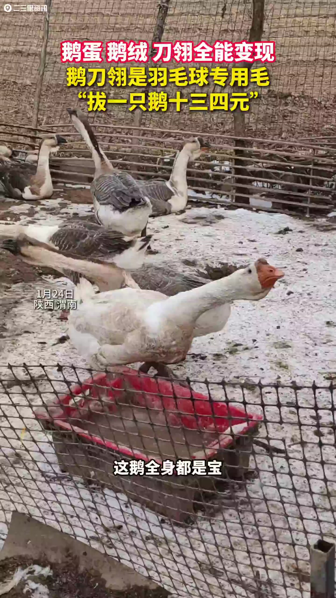 鹅浑身都是宝，鹅蛋、鹅绒、鹅刀翎都能卖钱