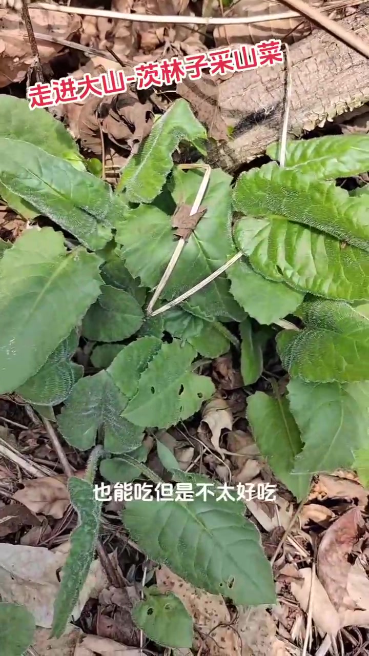 茨林子采山野菜
