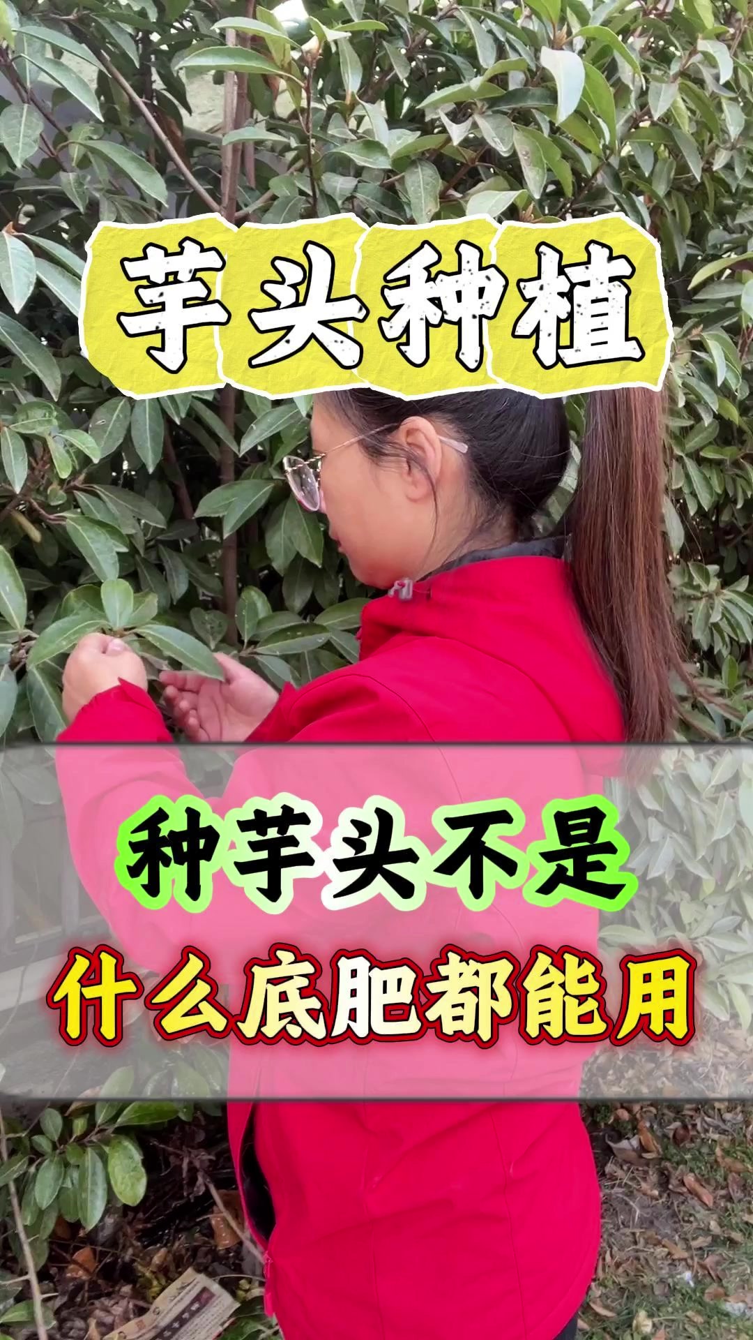 种芋头不是什么肥料都能用！
