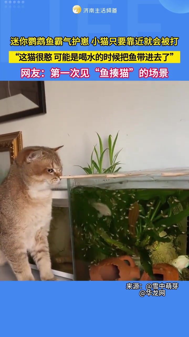 1月23日（采访），陕西渭南。迷你鹦鹉鱼霸气护崽，小猫只要靠近就会被打，“这猫很憨，可能是