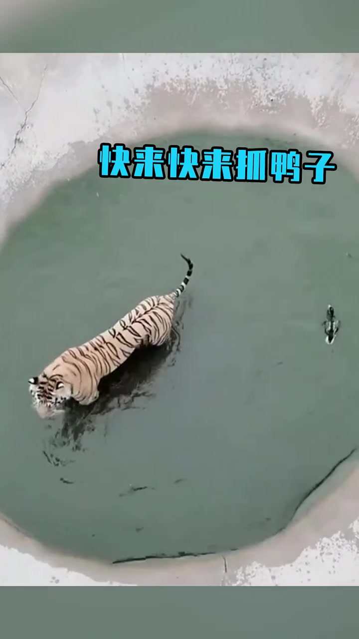 吃个鸭子竟如此费劲