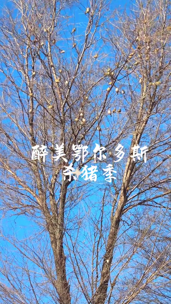 藏在冬日里的人间烟火气，最近鄂尔多斯乃至整个内蒙都进入了杀年猪时间，一年一顿的杀猪菜就是这