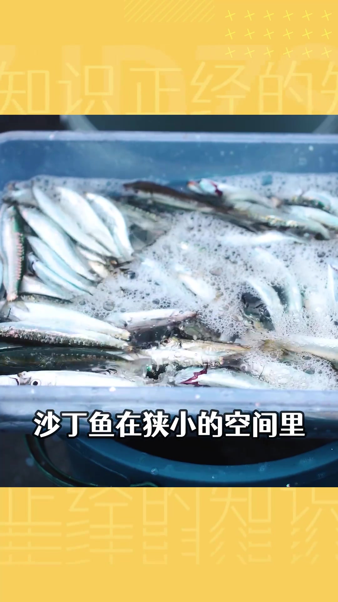 没有压力沙丁鱼也能活，我们也是