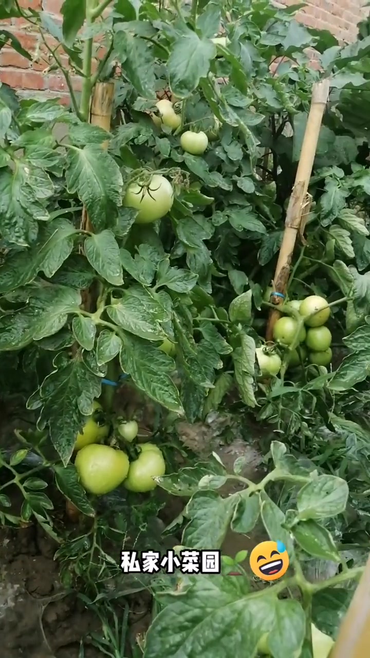 温馨惬意的私家小菜园！