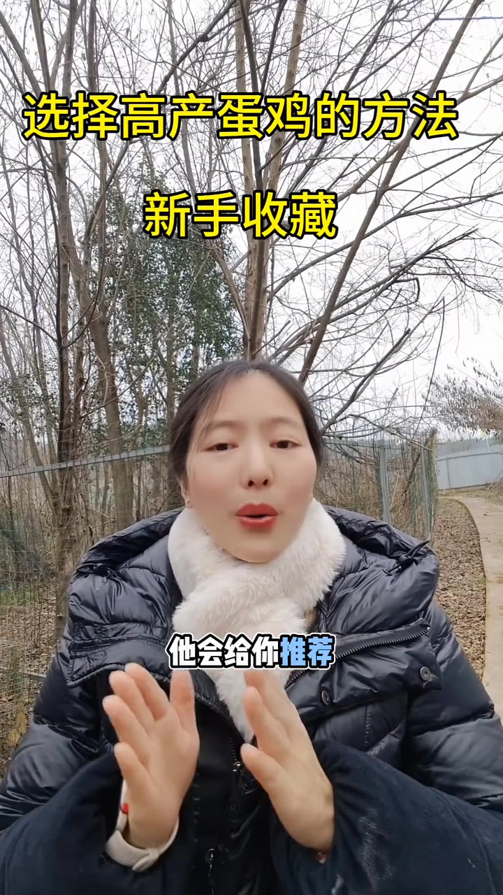 做好这两步，教你选好蛋鸡苗！你准备养啥品种呢？
