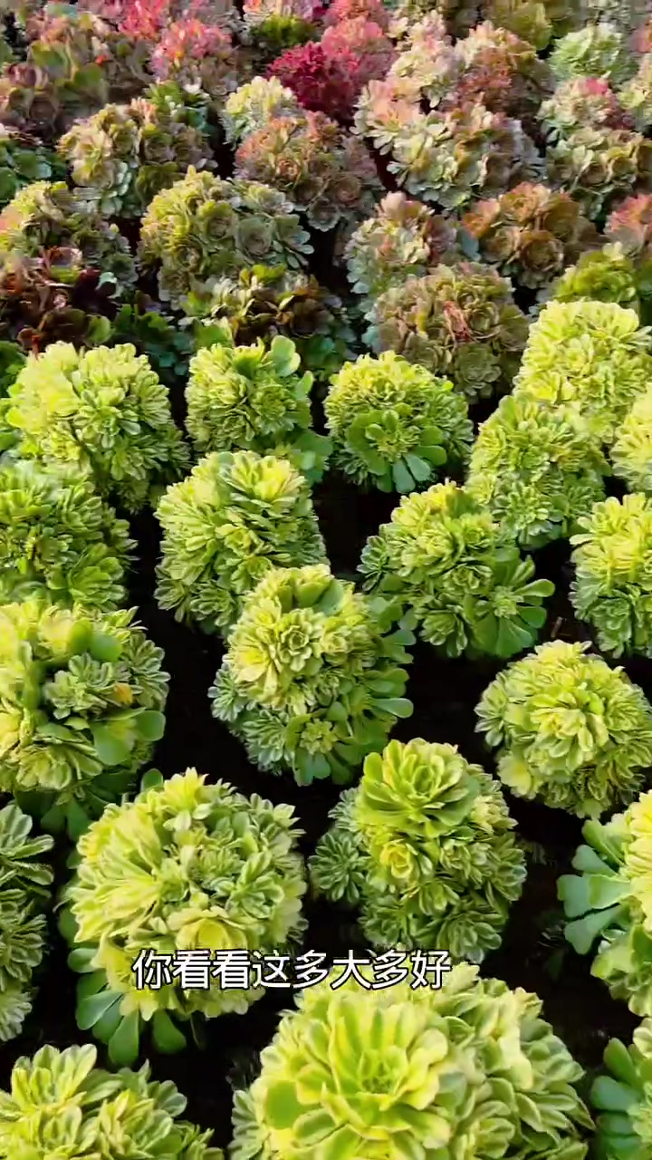 关注我讲护法师养护