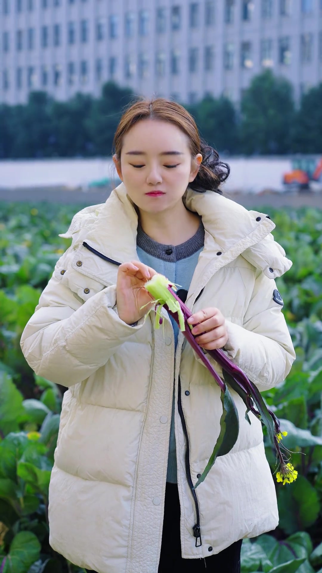 正宗的洪山菜苔到底有什么不一样？