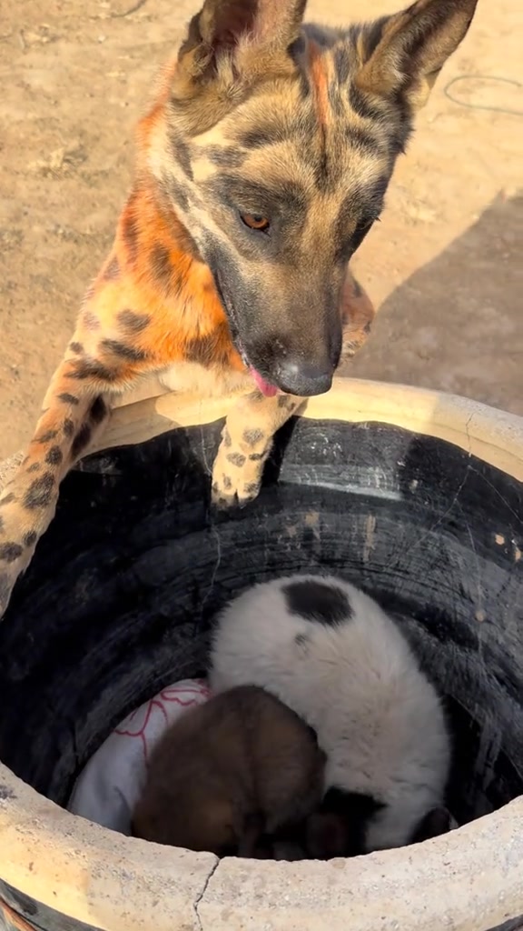 两只小土狗在偷吃鸡头，#狗是人类最忠诚的朋友 #萌宠