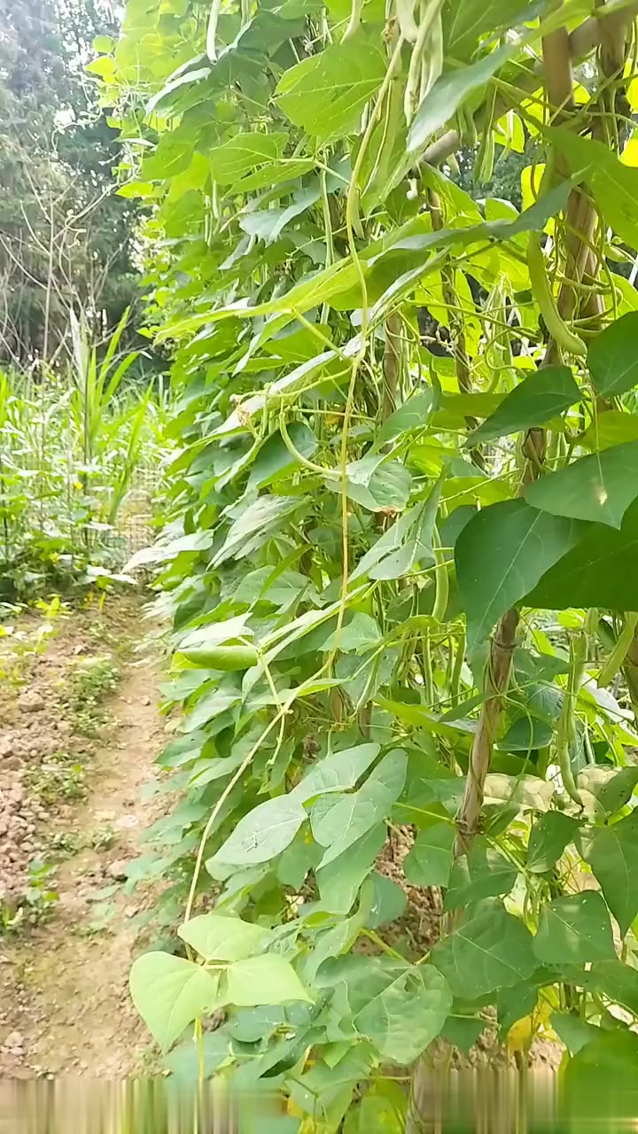自己种的蔬菜,种的是对生活的热爱,收获的是心情,入夏以后菜园里各种蔬菜都长得很快,怎么吃不