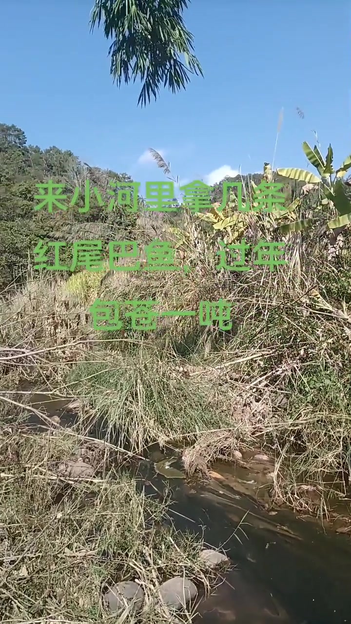 在农村小河沟里抓鱼