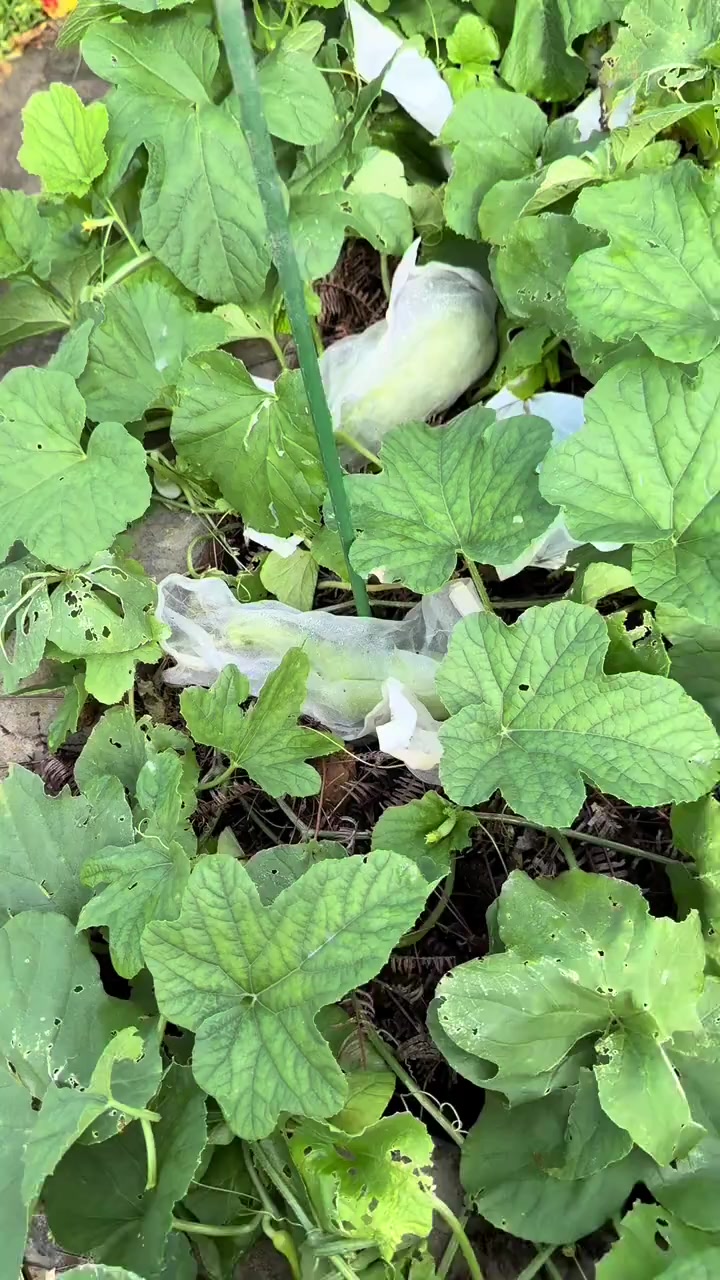 新鲜美味的瓜果蔬菜！