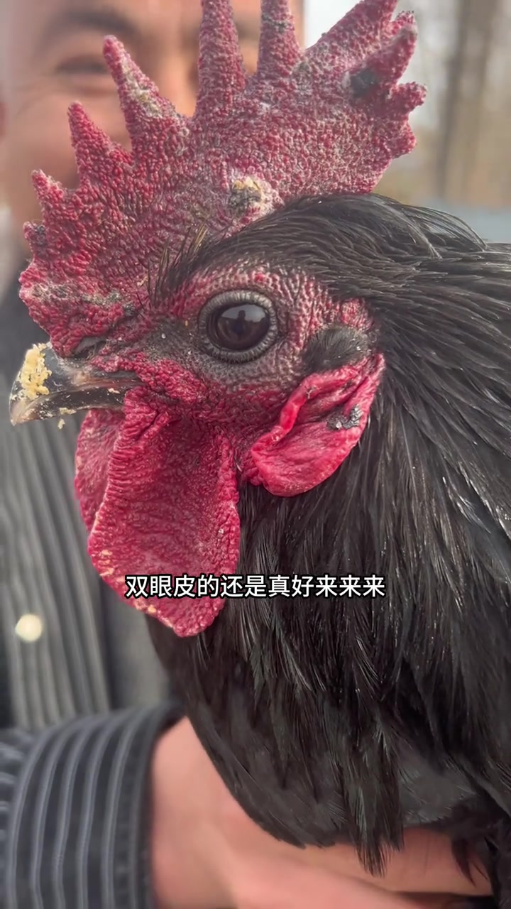 看看真正的土鸡是怎么来得，到底多少钱一斤，这个视频告诉你
