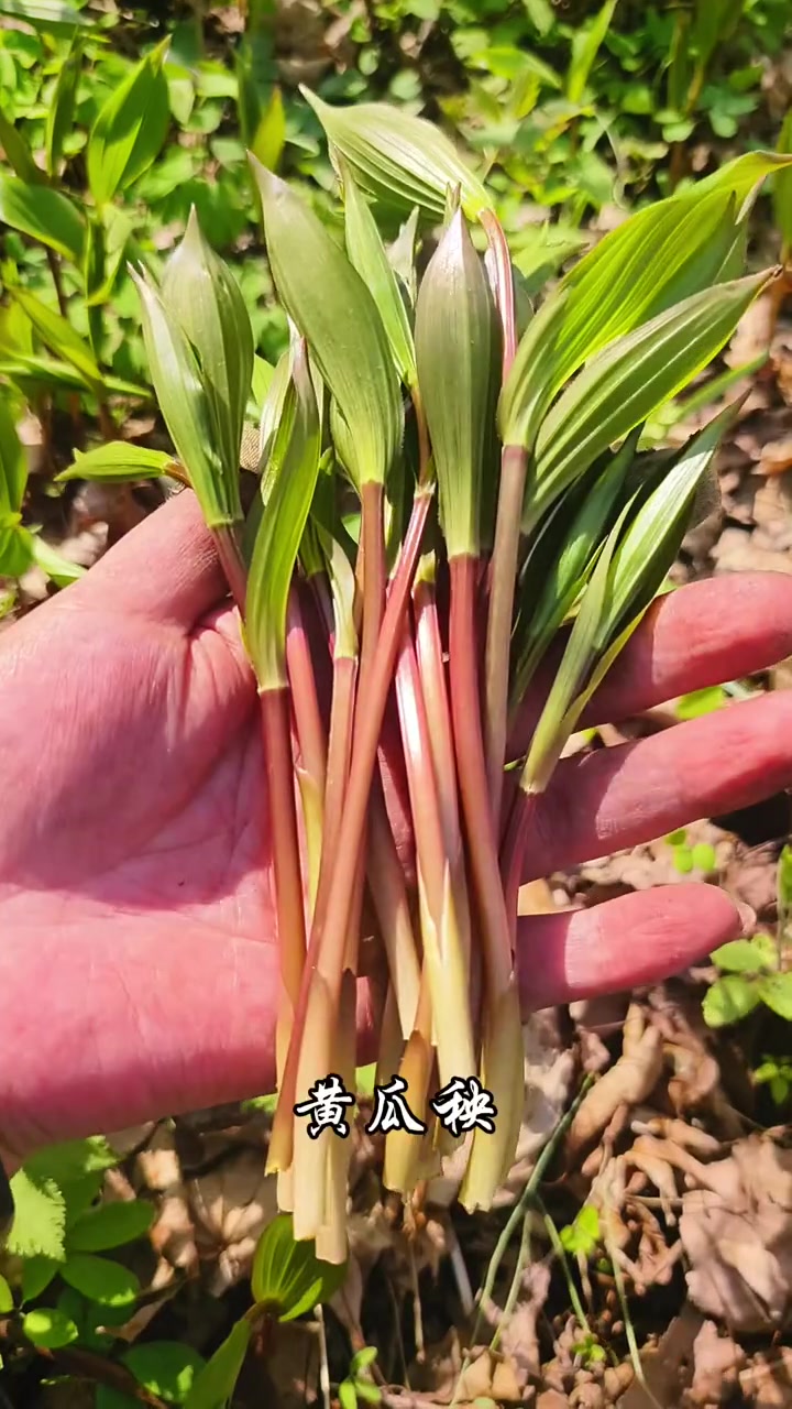 东北野菜大合集，你认识几种？