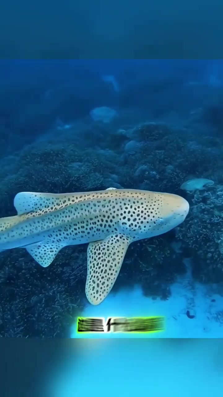 《这是什么鲨鱼？测测你认识多少种鲨鱼》