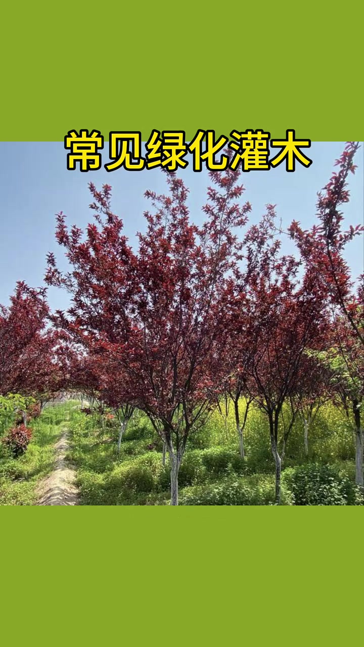 常见绿化灌木