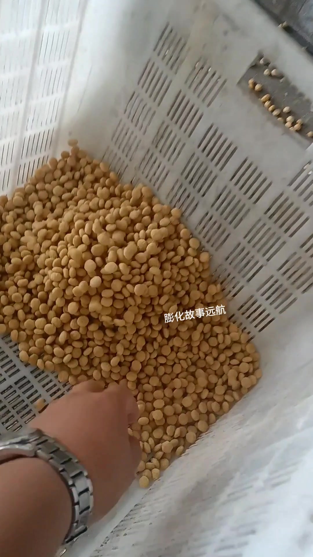 伞捕笼专用饵料颗粒加工机试机！一键膨化，捕鱼达人直呼太好用