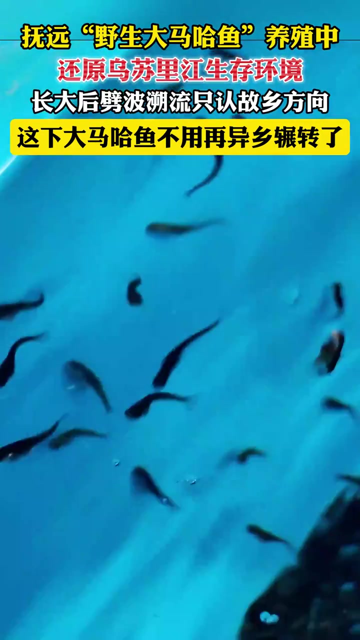 「龙江县融」黑龙江抚远：还原乌苏里江生存环境 大马哈鱼回归