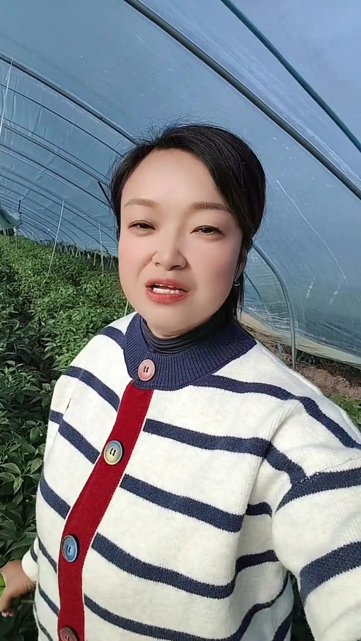 这两天白天温度好,夜晚温度太低了,会影响辣椒的生长速度