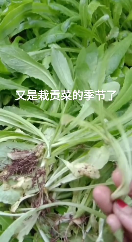 贡菜撒起又忙着出门打工，打工几天回家，贡菜苗被虫吃的一颗不剩，一个人顾的了这，顾不了那，今