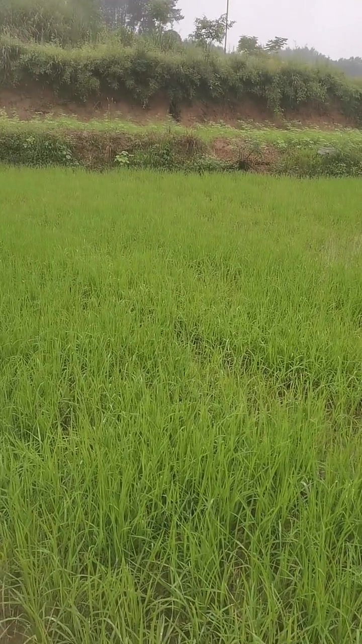 无奈奔波，只为了一日三餐！