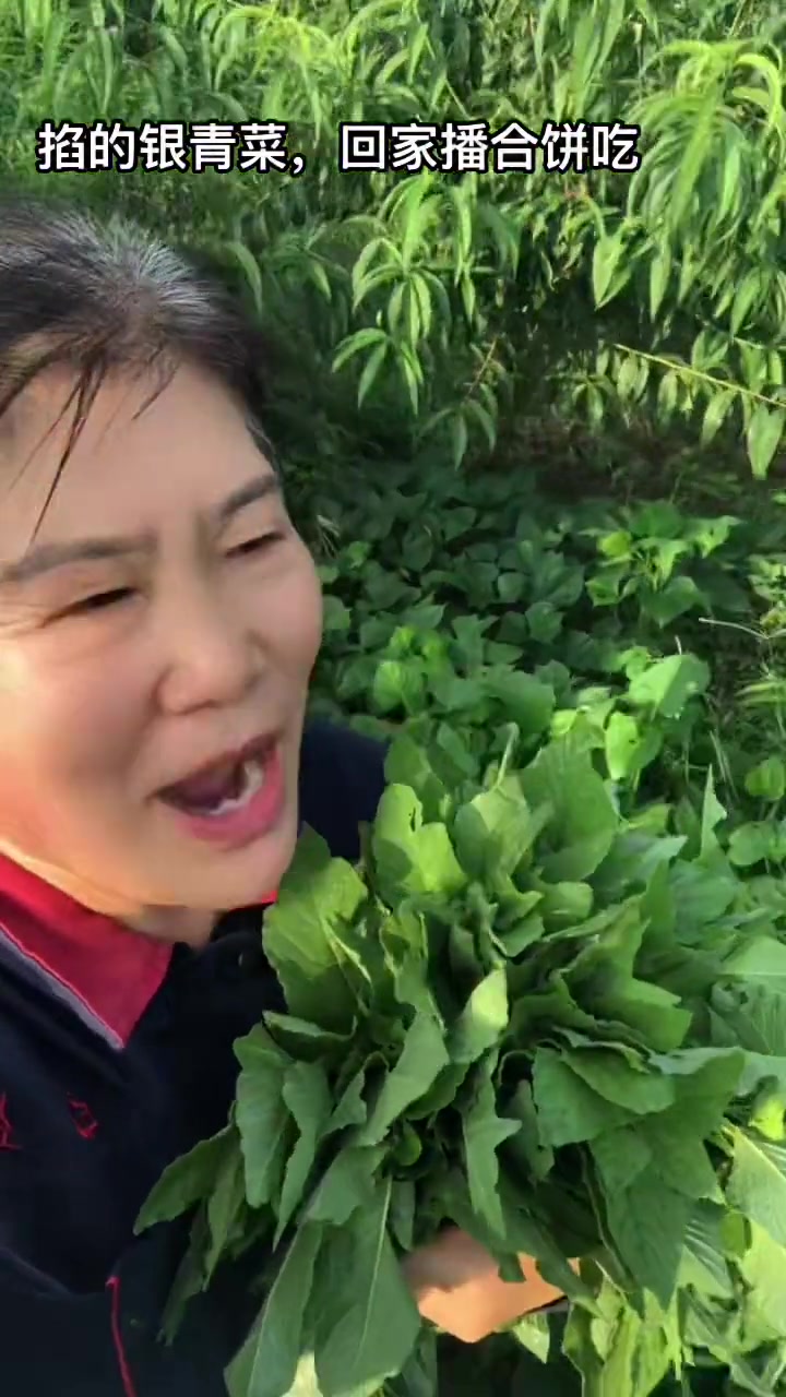大热天的吃点银青菜加加营养，想吃的快来拜