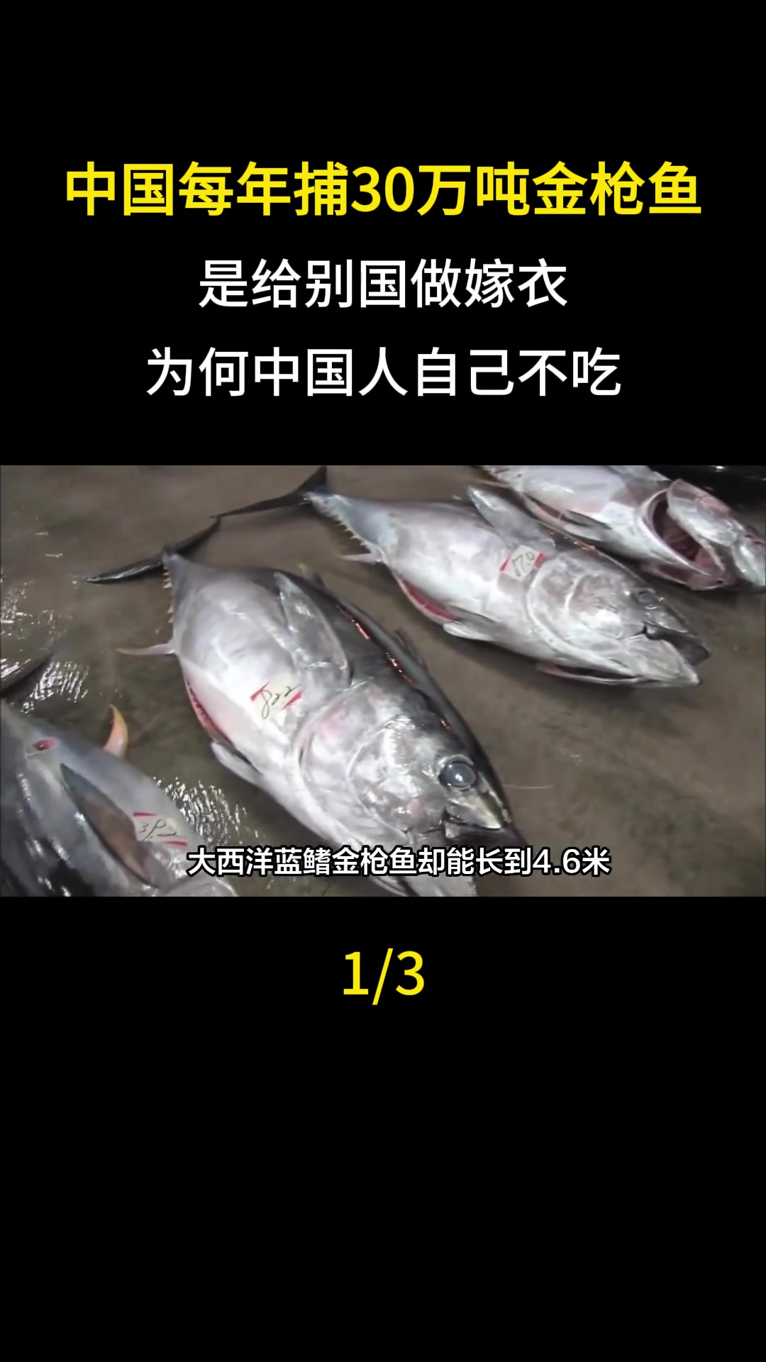 中国每年捕捞金枪鱼的产量达30万吨