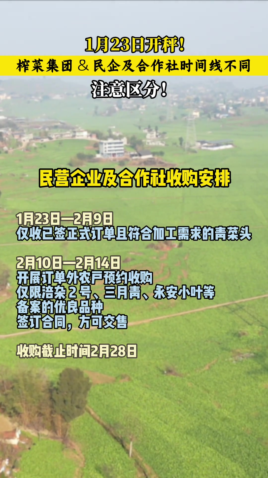 1月23日开秤！榨菜集团 & 民企及合作社时间线不同，注意区分！