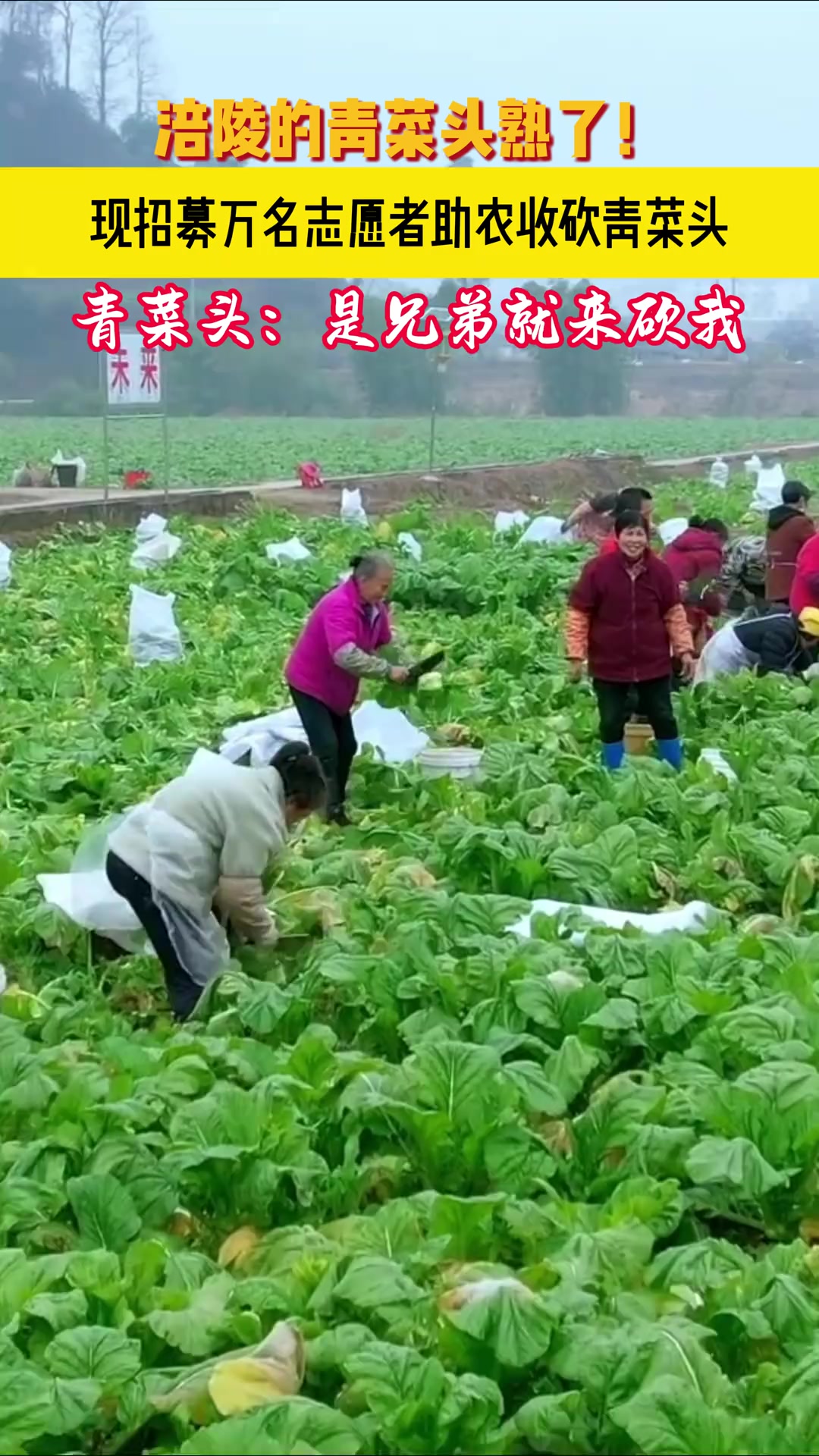 涪陵的青菜头熟了!现招募万名志愿者助农收砍青菜头!