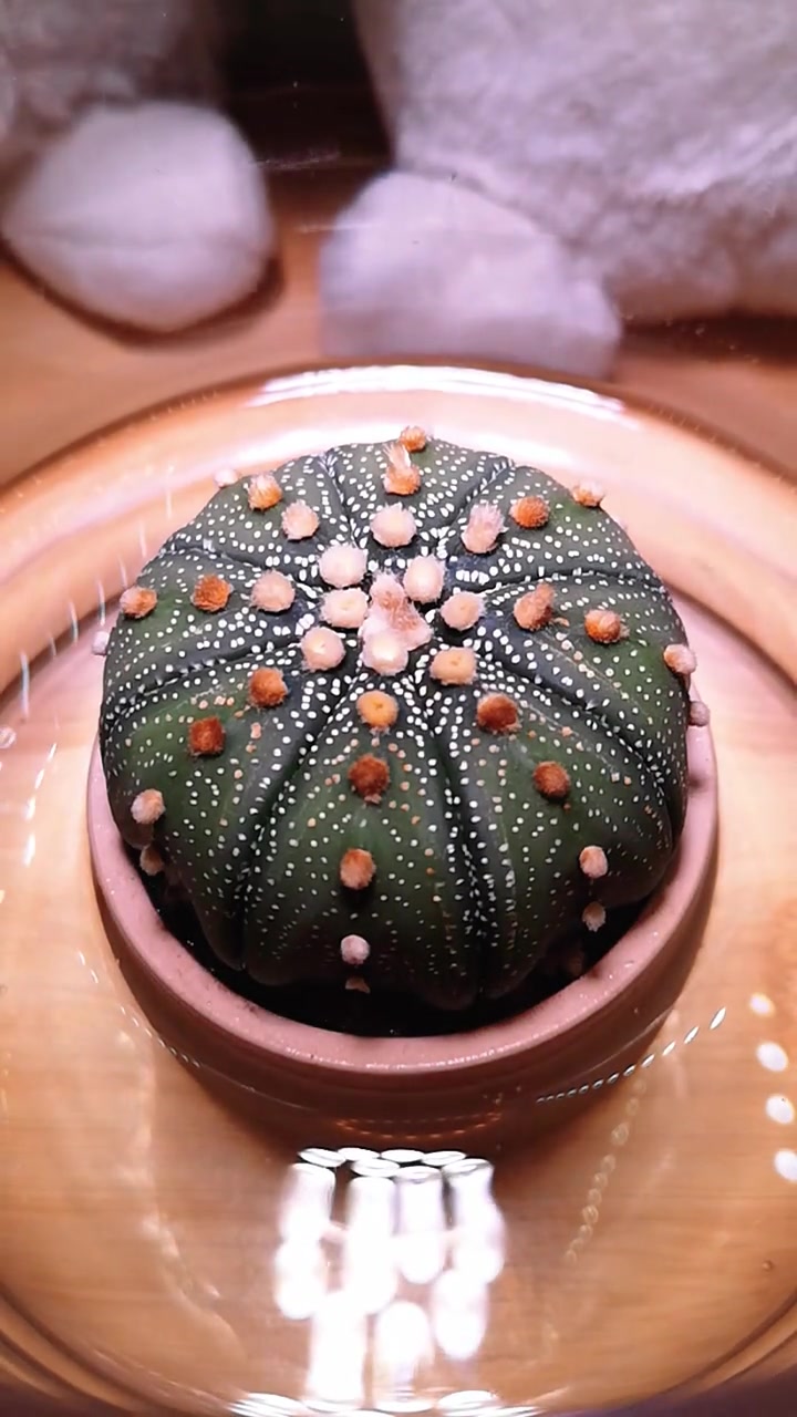 多肉喝水吨吨吨，星兜是属气球的吧，这是在打气才有的速度呀