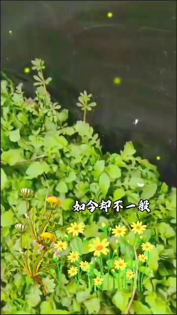挖野菜寻找春天的味道