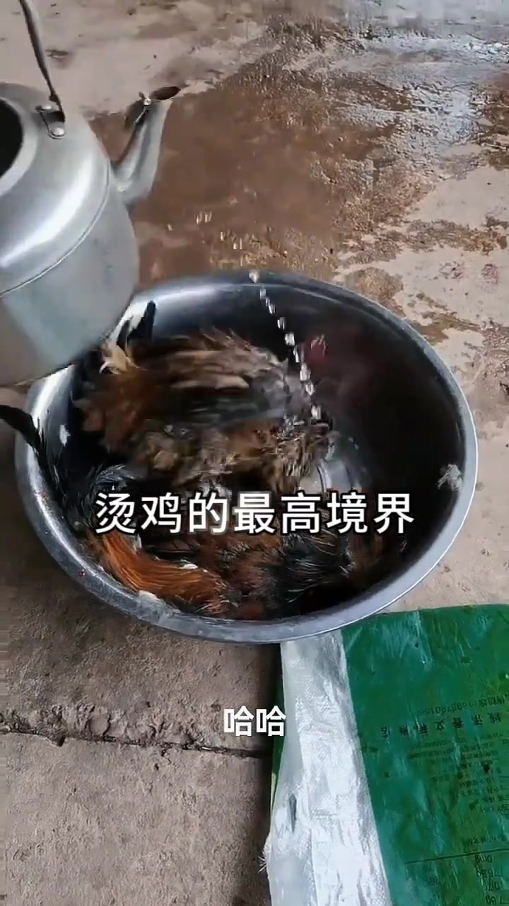 没有这么吓鸡的