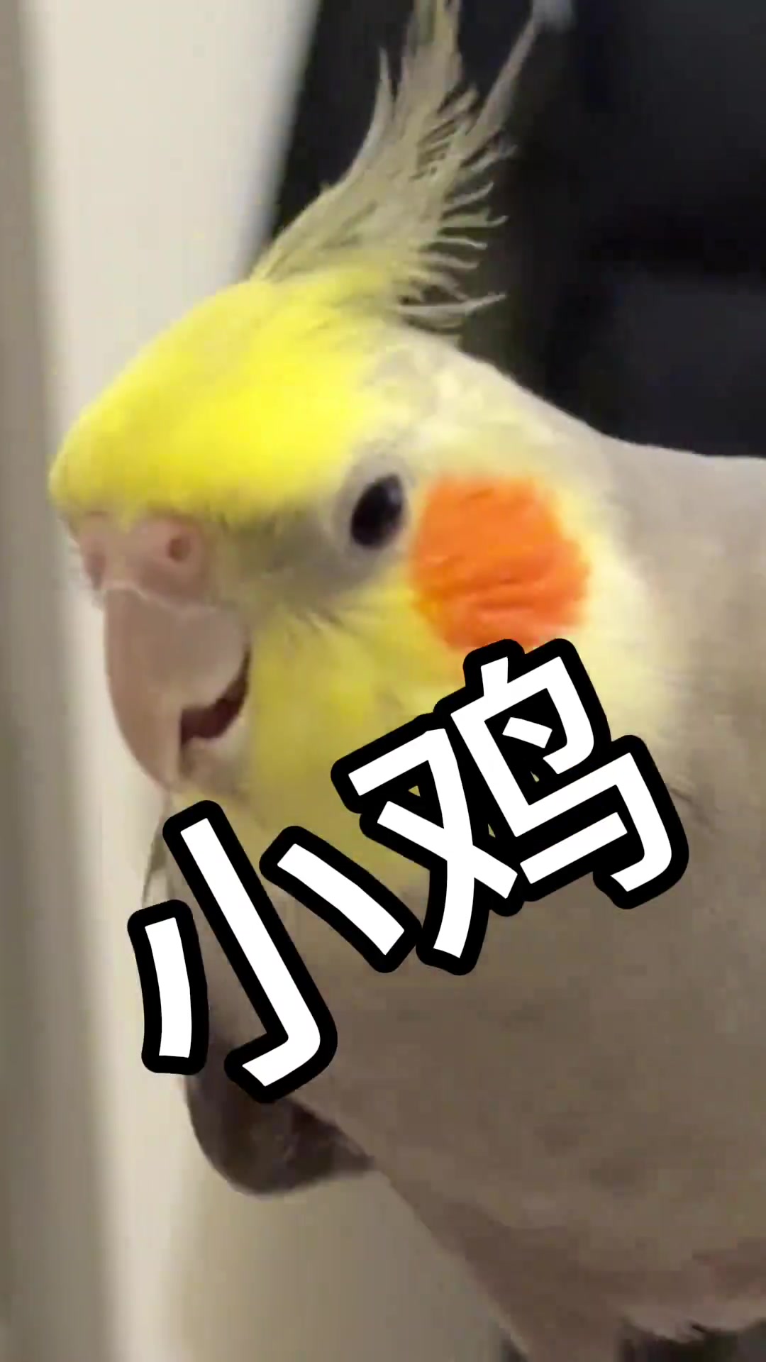OMG！可爱小鸡宝宝与玄凤鹦鹉的萌趣互动