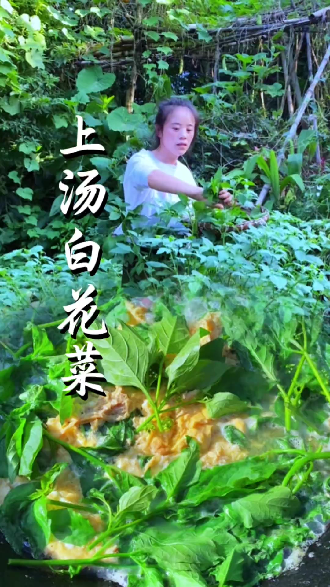 地里长满了白花菜，摘点回家做汤，搭配点鸡蛋，真过瘾