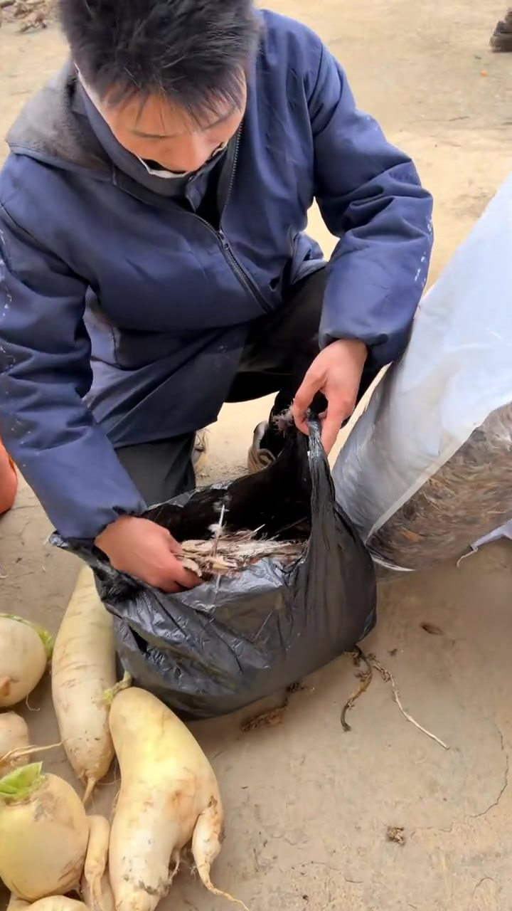 #山鸡羽毛 #3DIY羽毛、#装饰羽毛 #山鸡统毛收购 #山鸡尾羽