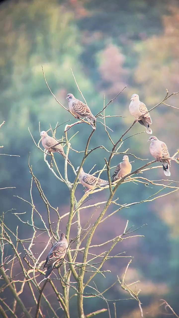 寒冷冬天里孤独的斑鸠！