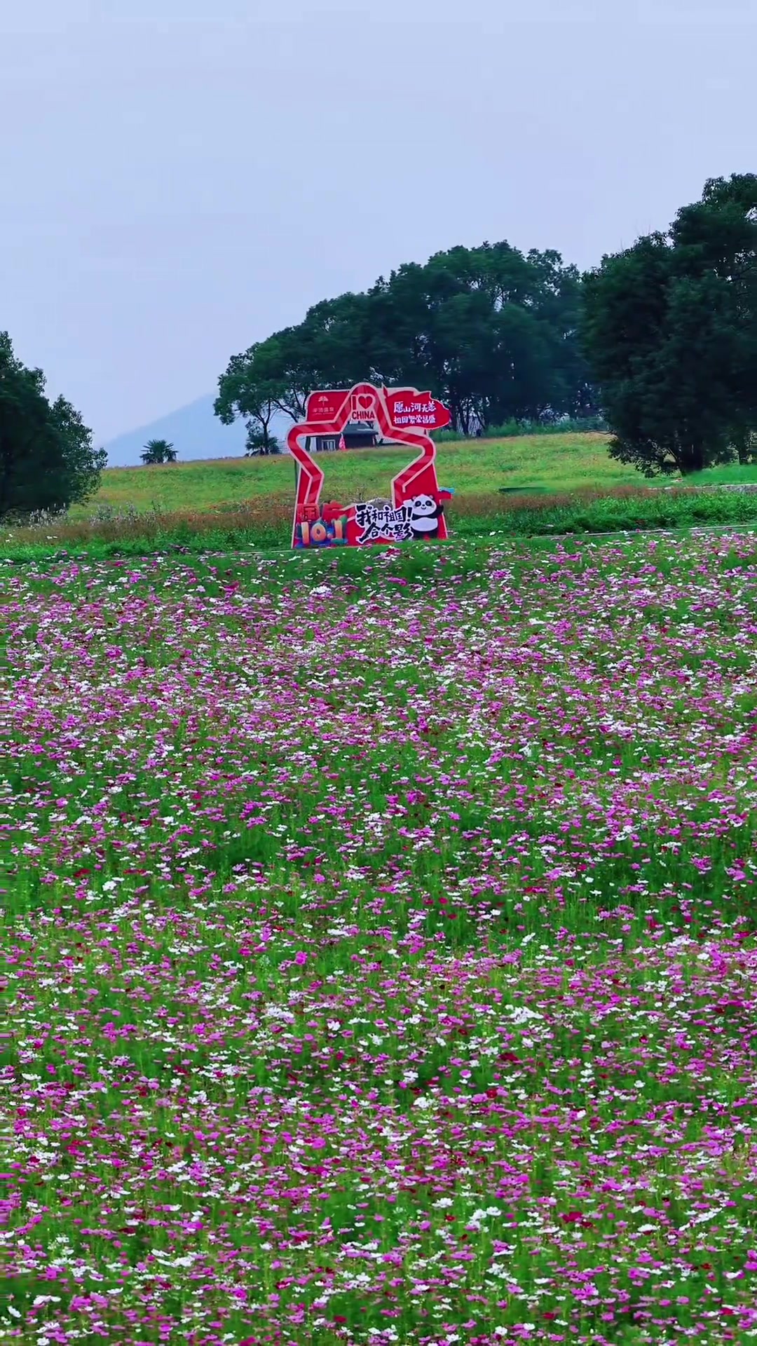 赏花就来巢湖半汤郁金香高地，格桑花已绽放